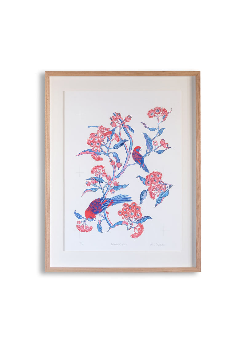 Rosella Limited Edition Fine Art Giclee Print