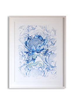 Wild Waratah Limited Edition Fine Art Giclee Print